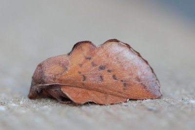 Phyllodesma tremulifolium - Espenblad