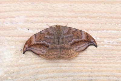 Drepana curvatula - Bruine eenstaart