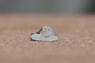 Cilix glaucata - Witte eenstaart