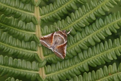 Habrosyne pyritoides - Vuursteenvlinder