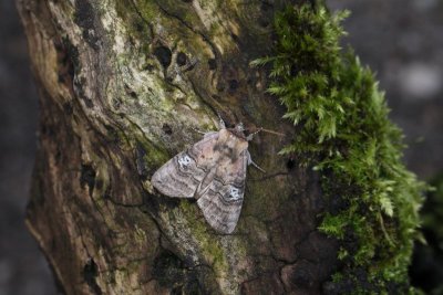 Tethea ocularis - peppel-orvlinder