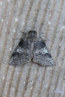 Tethea or - Orvlinder