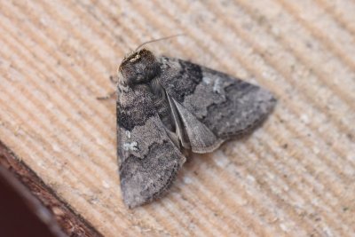 Tethea or - Orvlinder