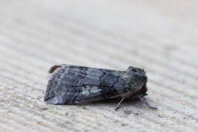 Tethea or - OrvlinderG