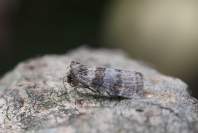 Cymatophorima diluta - Eiken-orvlinder