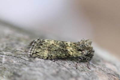 Polyploca ridens - Groenige - orvlinder