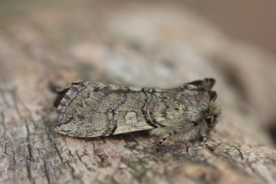 Achlya flavicornis - Lente-orvlinder