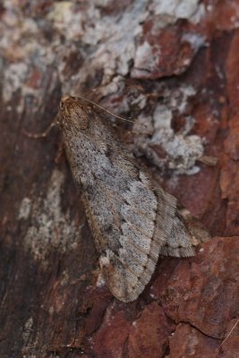 Alsophila aescularia - Voorjaarsboomspanner