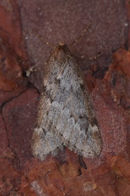 Alsophila aescularia - Voorjaarsboomspanner