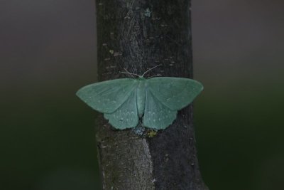 Geometra papilionaria - Zomervlinder