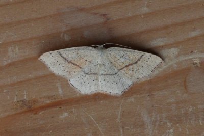 Cyclophora linearia - Gele oogspanner