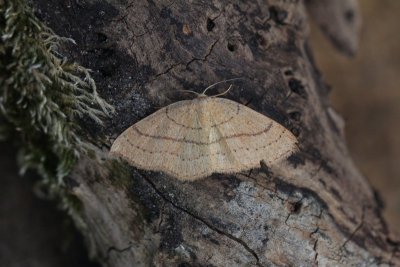 Cyclophora linearia - Gele oogspanner