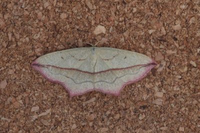 Timandra comae - Lieveling