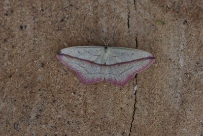 Timandra comae - Lieveling