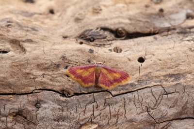 Idaea muricata - Geelpurperen spanner