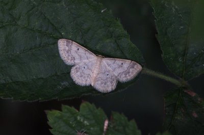 Idaea_biselata_Schildstipspanner.JPG