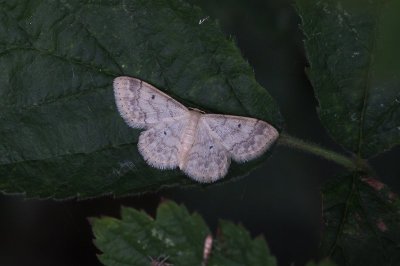 Idaea biselata - Schildstipspanner