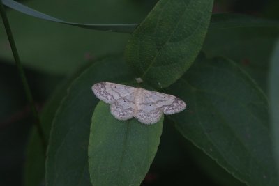 Idaea_biselata_Schildstipspanner_.JPG