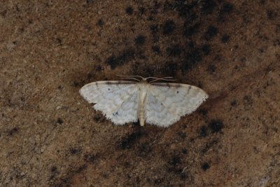 Idaea fuscovenosa - Dwergstipspanner