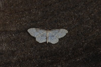 Idaea fuscovenosa - Dwergstipspanner