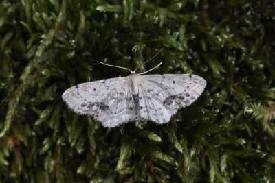 Idaea dimidiata - Vlekstipspanner