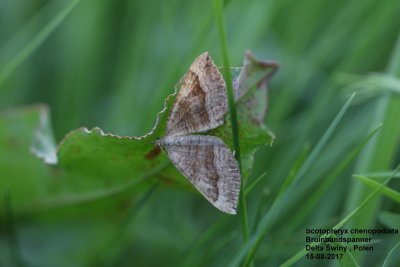 Scotopteryx chenopodiata - Bruinbandspanner