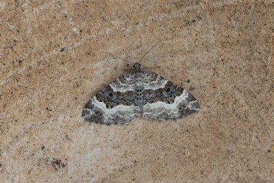 Epirrhoe alternata - Gewone bandspanner