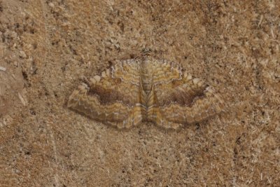 Camptogramma bilineata - Gestreepte goudspanner