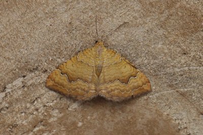 Camptogramma bilineata - Gestreepte goudspanner