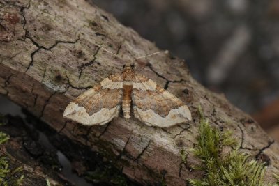 Pelurga comitata - Kajatehoutspanner