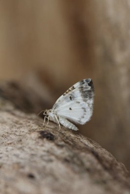 Cosmorhoe ocellata - Blauwbandspanner