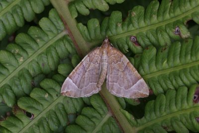 Eulithis testata - Oranje agaatspanner