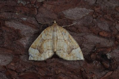 Eulithis populata - Gewone agaatspanner