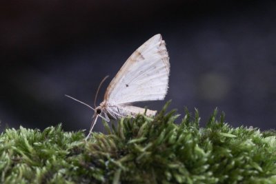 Eulithis populata - Gewone agaatspanner