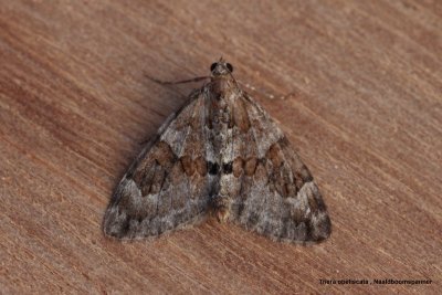 Thera obeliscata - Naaldboomspanner