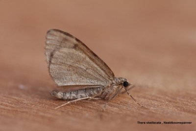 Thera obeliscata - Naaldboomspanner