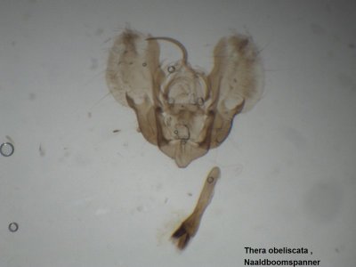 Thera obeliscata - Naaldboomspanner