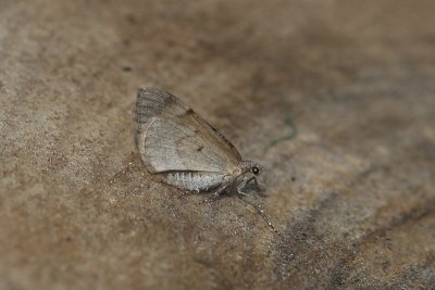 Thera obeliscata - Naaldboomspanner