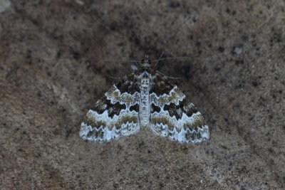Electrophaes corylata - kleine wortelhoutspanner