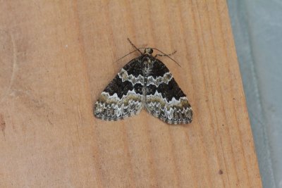 Electrophaes corylata - kleine wortelhoutspanner