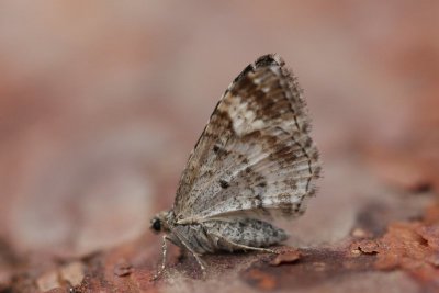 Electrophaes corylata - kleine wortelhoutspanner