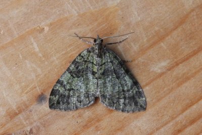 Hydriomena furcata - Variabele spanner