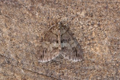 Hydriomena impluviata - Groenbandspanner