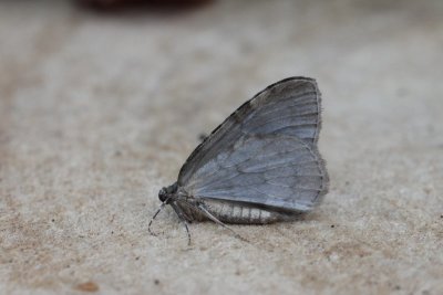 Epirrita dilutata - Herfstspanner