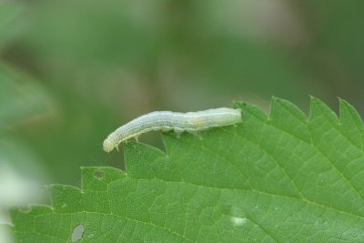 Operophtera brumata - Kleine wintervlinder