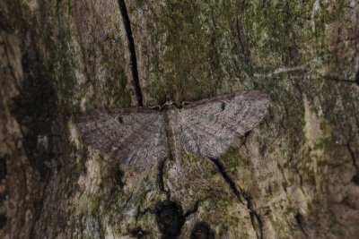 Eupithecia tenuiata - Wilgendwergspanner