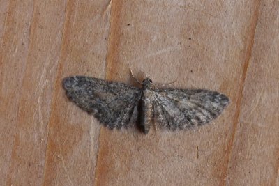 Eupithecia inturbata - Esdoorndwergspanner