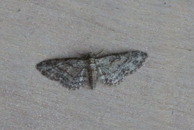 Eupithecia inturbata - Esdoorndwergspanner