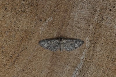 Eupithecia inturbata - Esdoorndwergspanner