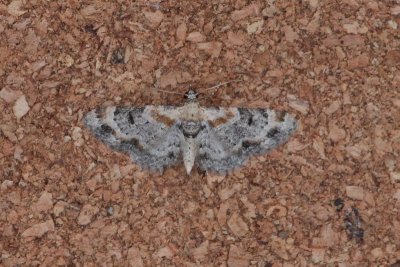 Eupithecia linariata - Vlasbekdwergspanner